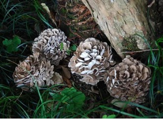 How does maitake mushroom extract support immune health?