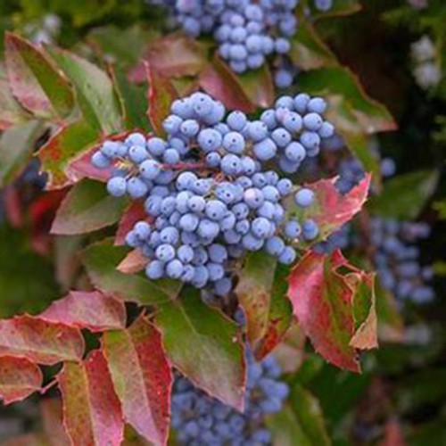 Oregon Grape Extract