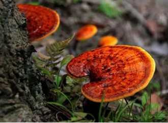 How does reishi mushroom extract enhance non-specific immune function?