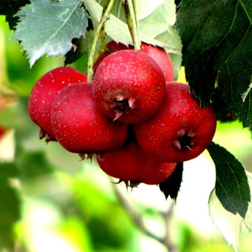 Hawthorn Berry Powder