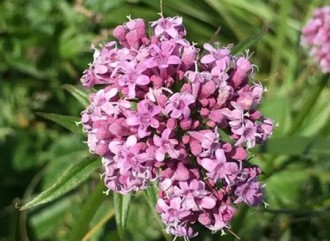 Does valerian extract have any side effects as an anxiety-relieving herb?