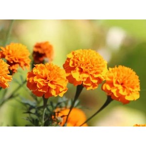 Marigold Flower Extract Lutein