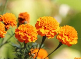 Why can marigold flower extract be eaten but not used for skin care?