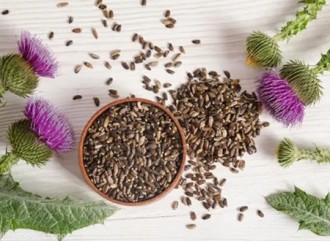 Can long-term supplementation with milk thistle extract improve fatty liver disease?