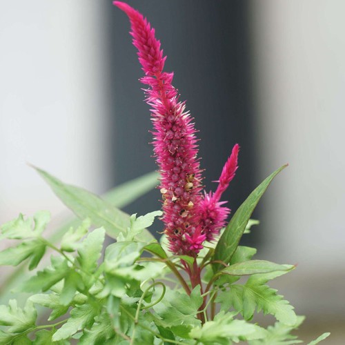 Celosia Cristata Extract