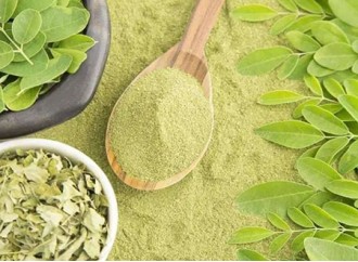 How does moringa leaf powder help lose weight?