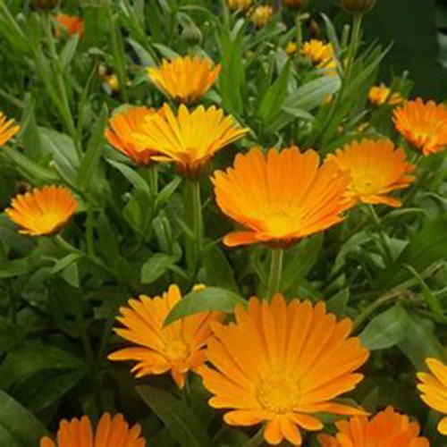 Calendula Officinalis Powder