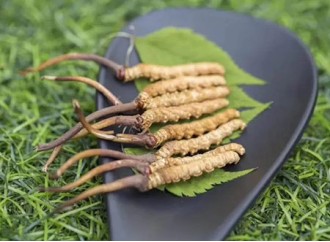 Does supplementing with cordyceps sinensis extract improve exercise performance?