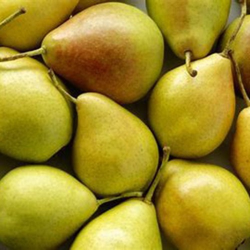 Pear Fruit Powder