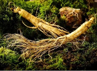 Why has panax ginseng extract become a star ingredient in skincare raw material?