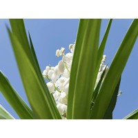 Yucca Leaf Extract