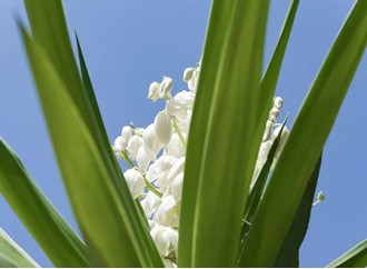 Why has yucca extract become a popular pet food ingredient?