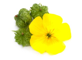 Why are fitness people trying to boost testosterone? Is Tribulus Terrestris extract useful?