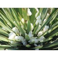 Yucca Root Extract Saponins
