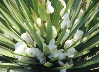 In addition to feed additives, what else is yucca extract used for?