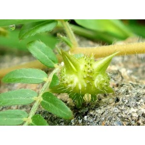 Tribulus Terrestris Extract Boost Testosterone