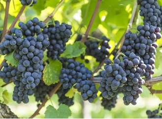 Can resveratrol in grape skin extract slow heart aging?