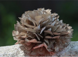 Can polysaccharide, the active ingredient of maitake mushroom extract, lower blood sugar?