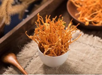 What competitiveness does Cordyceps militaris extract gain a foothold in the modern healthcare field?