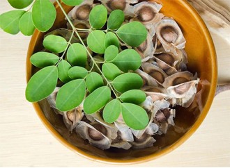 Is taking moringa leaf powder a healthy way to lose weight?