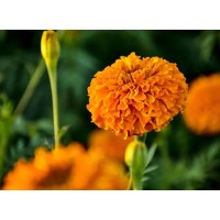 Effects of Marigold Extract
