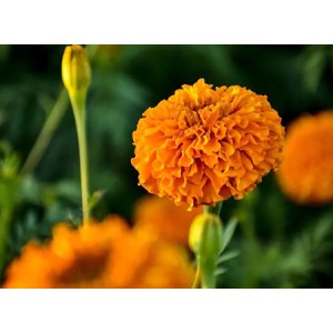 Effects of Marigold Extract