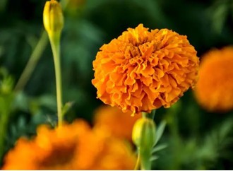 What are the protective effects of marigold extract on vitamin E?