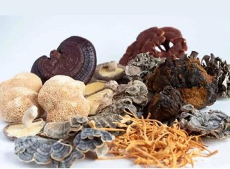 What are the application prospects of organic-mixed mushroom extract powder?