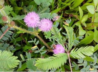 What are the application fields of Mimosa root extract?