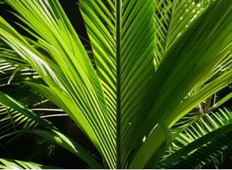 Can saw palmetto extract be used as a raw material to regulate prostate health?