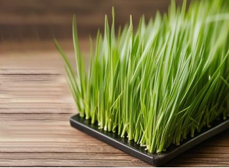 What other ingredients can be eaten with barley grass powder?