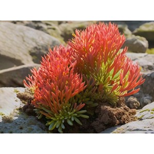 Organic Rhodiola Rosea Extract