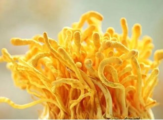 Which mushroom powders are suitable for use with cordyceps powder to enhance immunity?