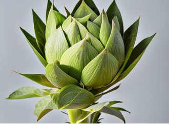 For liver protection, which one is better, artichoke extract or milk thistle extract?