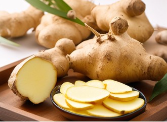 Does ginger root extract selectively kill senescent cells in animals?