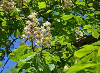 Why is horse chestnut extract favored by the skin care industry?