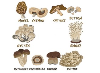 Why is organic mushroom blend powder so hot?