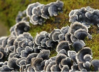 Will the immune regulation effect of turkey tail mushroom extract on the elderly be stronger?