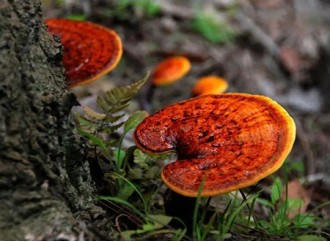 Among ingredients that improve immunity, why is reishi mushroom extract the first choice?