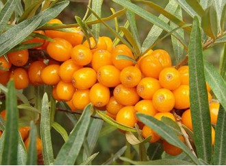 Why is sea buckthorn freeze-dried whole fruit powder more recommended?