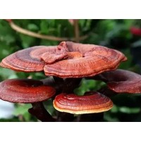 Reishi Mushroom Extract Powder