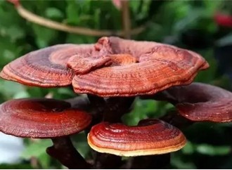 Can reishi mushroom extract powder treat insomnia?