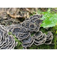 Organic Turkey Tail Mushroom Extract Powder