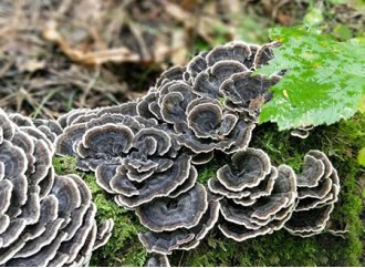 What is the demand for turkey tail mushroom extract in the North American market?