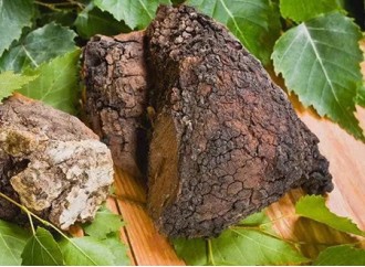 Does chaga extract have an effect on the treatment of diabetes?