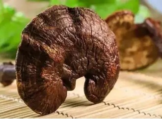 Which reishi mushroom extract powder or reishi mushroom spore powder has a stronger immune-boosting effect?