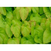 Epimedium Extract For Joint Protection