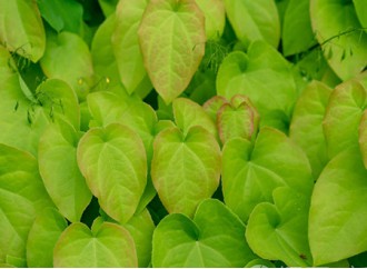 What is the relationship between epimedium extract and joint protection?