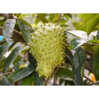 Graviola Soursop Fruit Powder