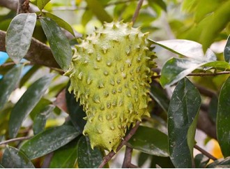 What are the value of Soursop fruit powder?